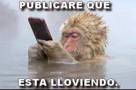 Lluvia de memes inunda las redes sociales - Red Uno de Bolivia