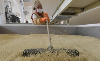 Planta industrializadora de quinua beneficiará a más de 8.900 familias productoras