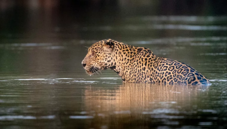 Red Uno_Jaguar (Panthera onca) Fotografia:  Richard Barret / WWF UK