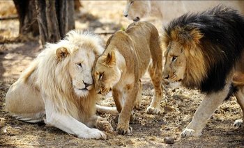 Sudáfrica: Pumas y leones contagiados de COVID-19 en un zoológico
