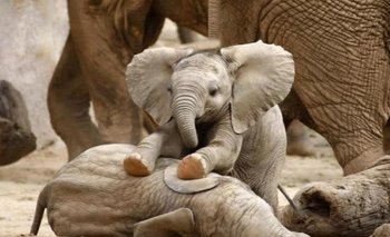 Inusual: Nacen elefantes gemelos en Kenia