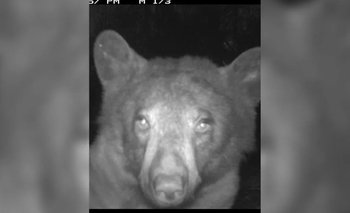 [VIDEO] Un oso encontró una cámara y se tomó 400 'selfies'