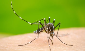 Ministerio de Salud registró 1856 casos de dengue