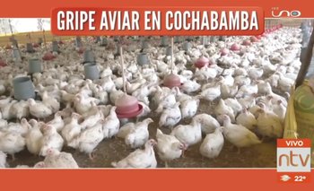 160 mil aves fueron sacrificadas en Sacaba por la gripe aviar