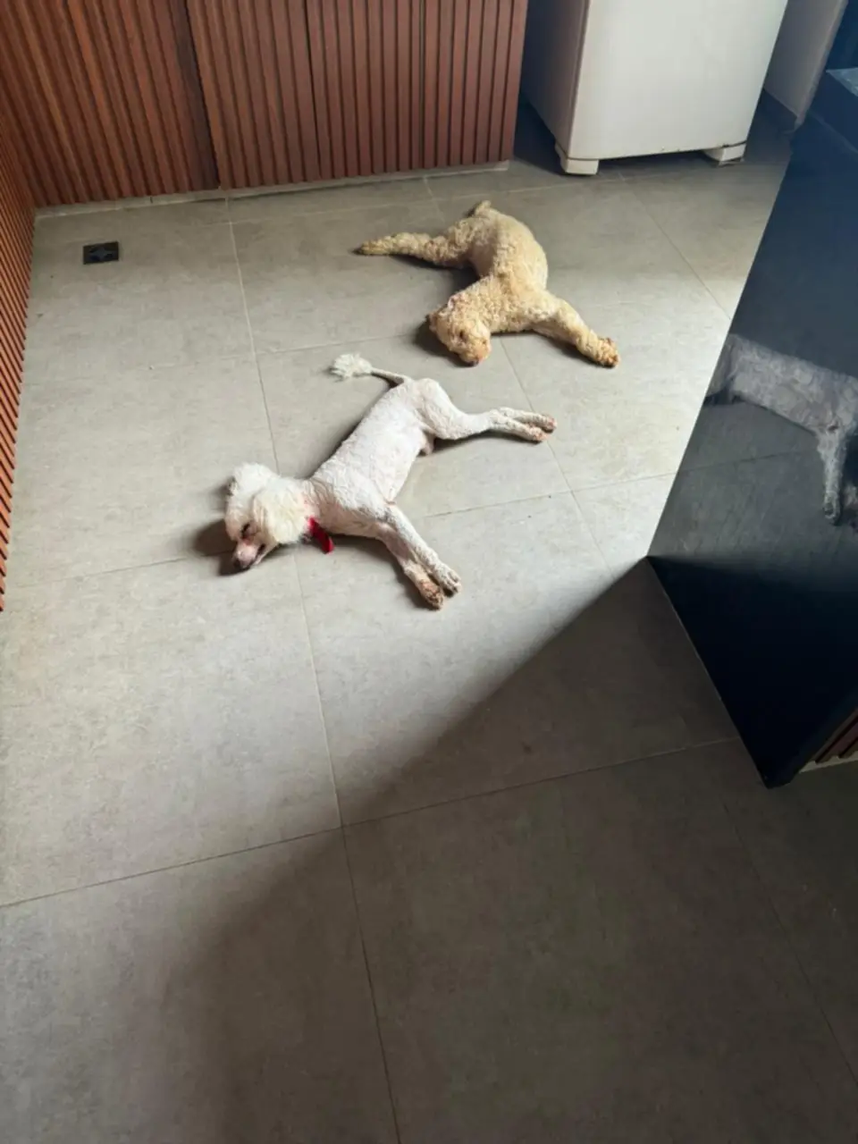 Denuncian la muerte de dos perros durante atraco a una vivienda en Beni