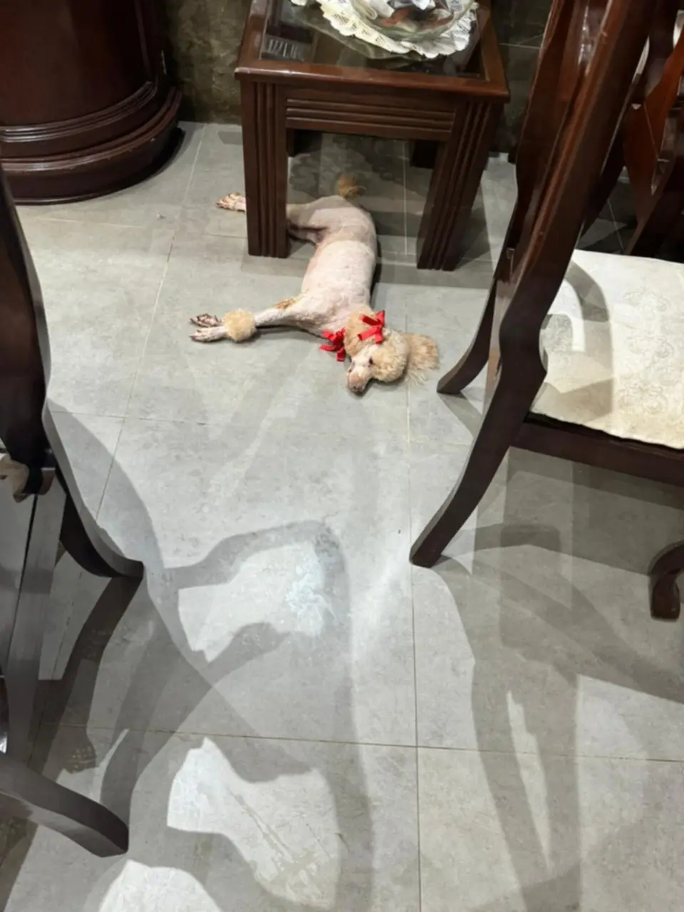 Denuncian la muerte de dos perros durante atraco a una vivienda en Beni