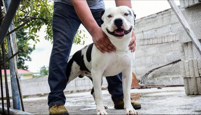 Pitbull con su dueño. FOTO: El Sol de Tlaxcala.