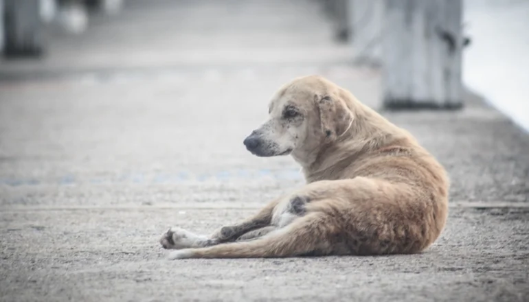 Bolivia: El 80% de los perros tienen dueño, pero viven en las calles