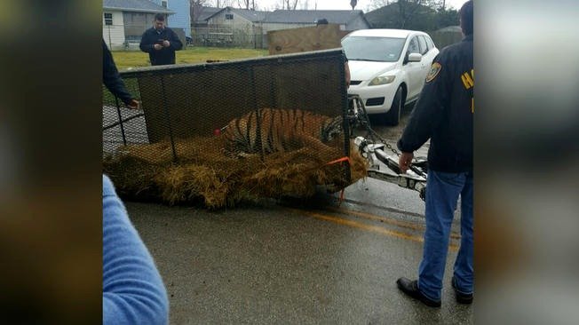 Entró a fumar 'mota' a casa abandonada y... salvó a un tigre Entró a fumar 'mota' a casa abandonada y... salvó a un tigre
