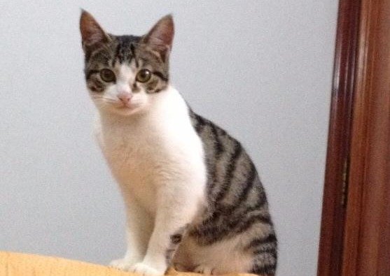 Gatito salvó a su dueña de 79 años de morir asfixiada en un incendio dentro de su departamento