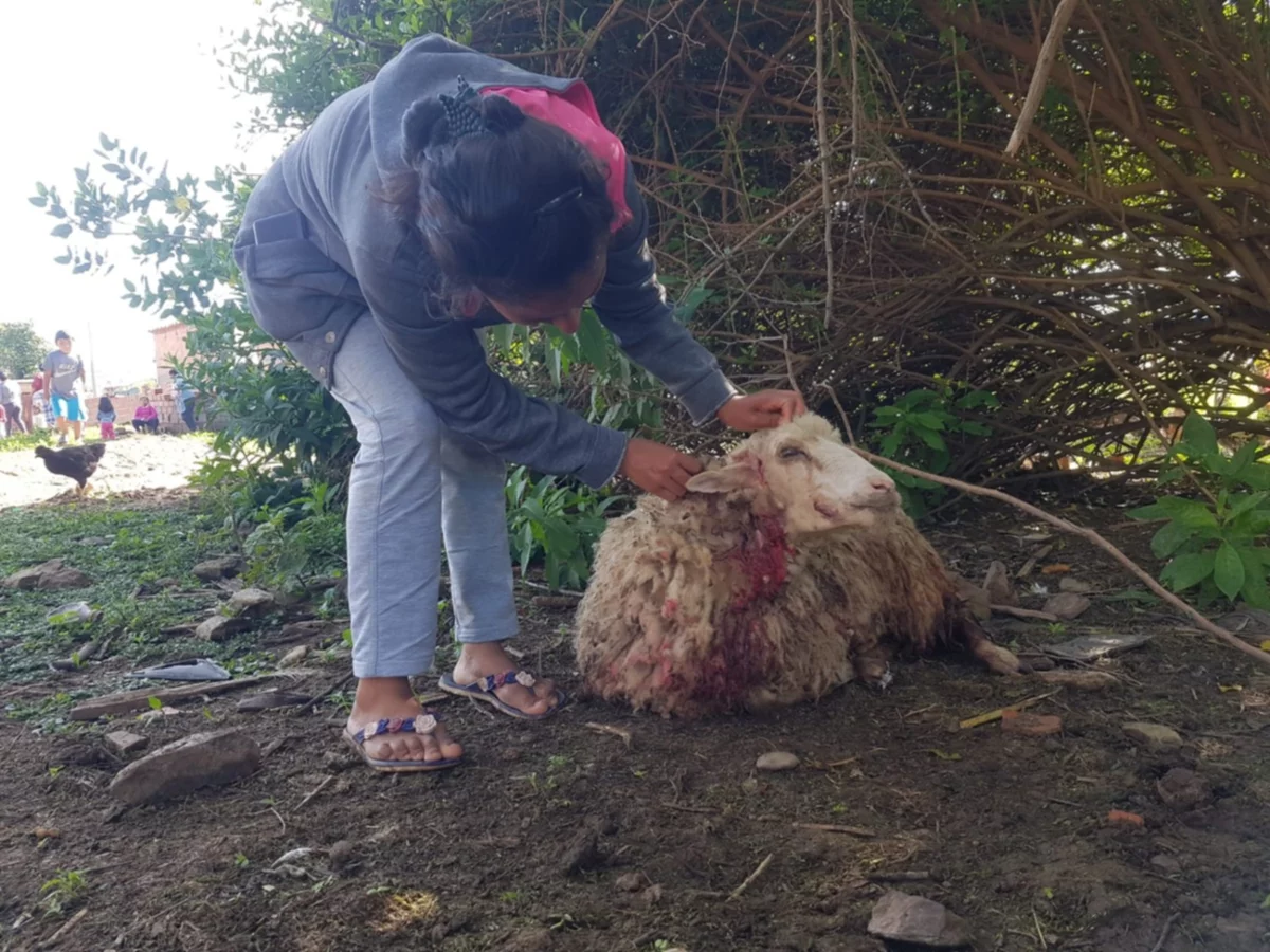 Jauría habría atacado y matado ferozmente a ovejas en Tarija