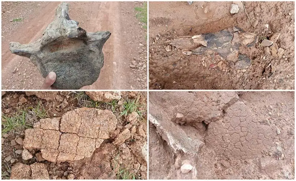 Hallan restos fósiles casi completos de un armadillo gigante