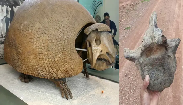 Hallan restos fósiles casi completos de un armadillo gigante que vivió en Potosí hace miles de años