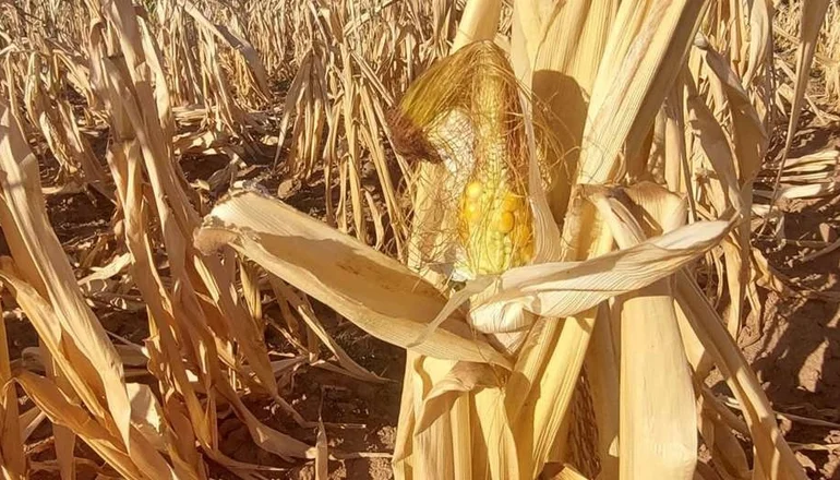 Los productores de maíz esperan sembrar 70.000 hectáreas en la zona sur de Santa Cruz. Foto: Internet
