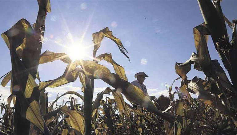 El maíz es un de los granos más afectados por la sequía. Foto: Internet 