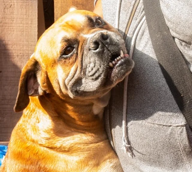 Red Uno_ Dueña de "Spike" asegura que su mascota es "mansita".