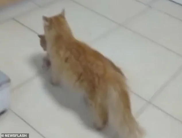 Gata lleva a su cría al hospital para que la salven