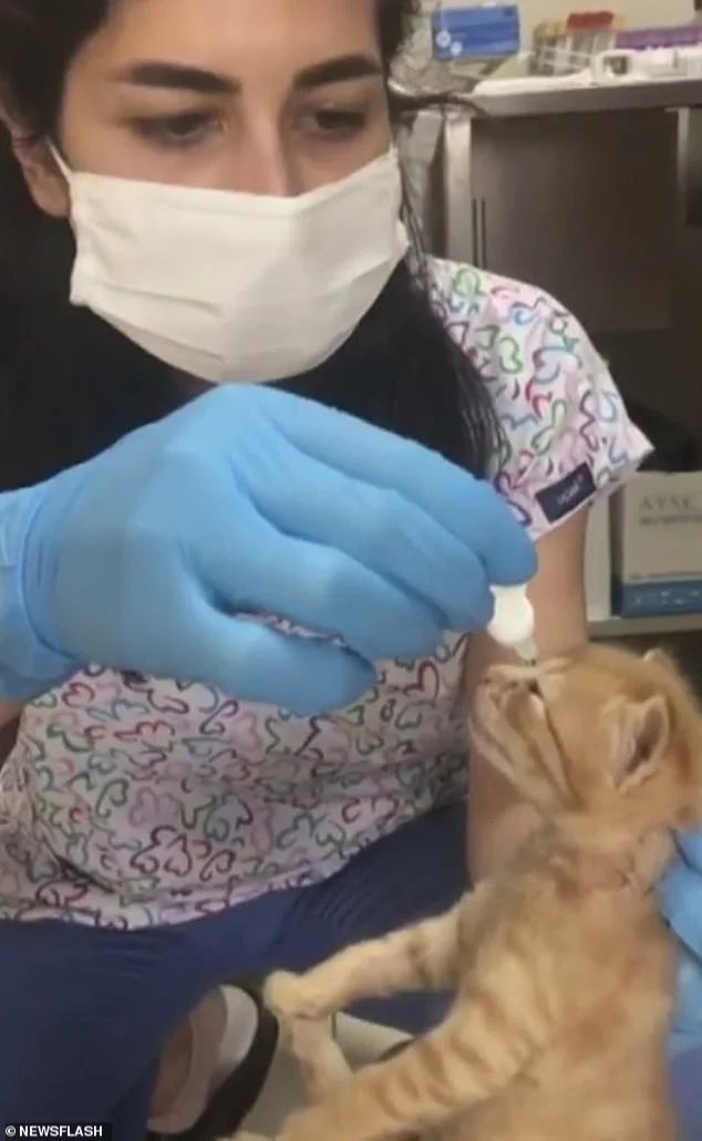 Gata lleva a su cría al hospital para que la salven