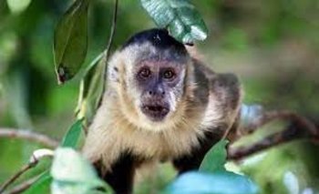 Rescatan dos monos martín y logran sanción por comercialización de grasa de peta  