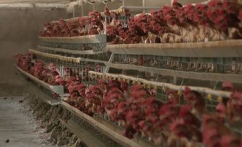 Gripe aviar: 17 granjas son afectadas en Cochabamba y sacrifican 528 mil aves