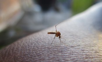 Un hombre de 45 años que llegó de Santa Cruz a Cochabamba falleció por dengue