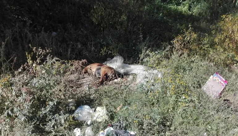 Red Uno_ Perros aparecieron muertos en Piñami Chico, Quillacollo.