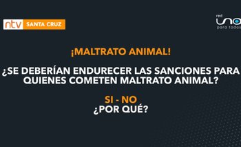 Vota: ¿Se debería endurecer las sanciones para quienes cometen maltrato animal?