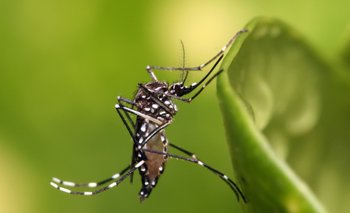 Sedes confirma presencia del mosquito de dengue en Sucre 