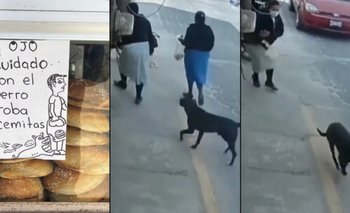 ¡No es broma! Captan en acción al 'perro roba cemitas' en Acajete, Puebla