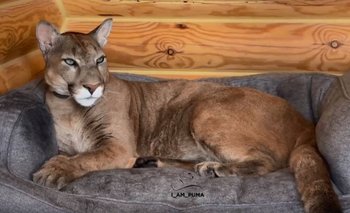 Puma fue rescatado de un zoológico en Rusia y ahora vive como un gato doméstico