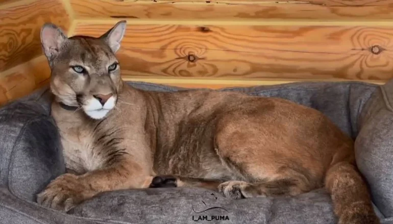 Puma fue rescatado de un zoológico en Rusia ahora vive como un gato doméstico - Red de Bolivia