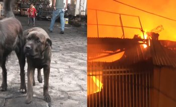 Yaki, el perrito de cuatro meses que salvó a una familia 