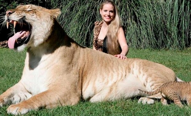 Un híbrido es el felino más grande el mundo