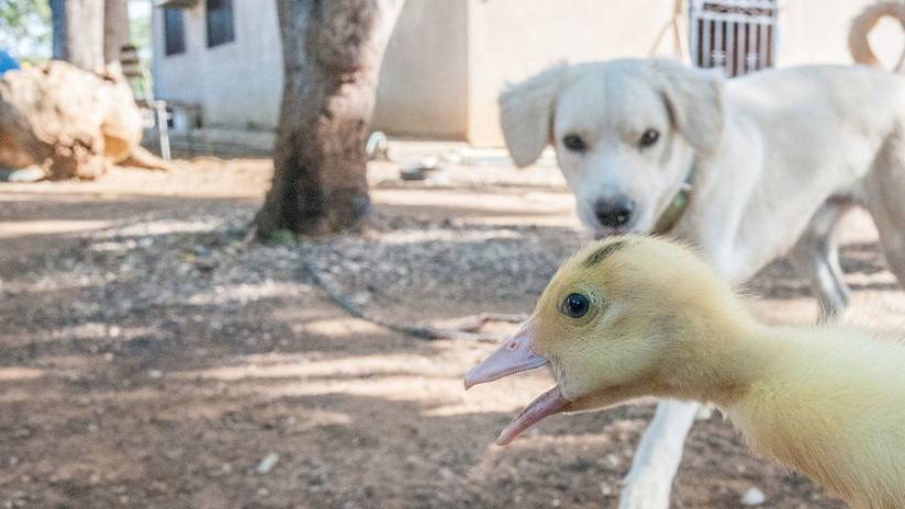 Perrito se desmaya de emoción al ver patitos