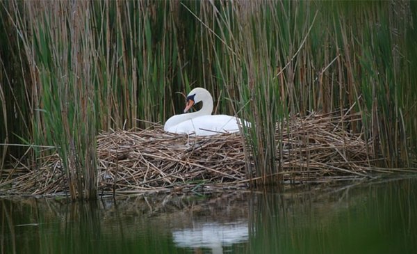 Jóvenes destruyen nido y huevos de cisne; ave muere con el ...