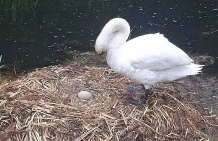 Cisne muere de tristeza al perder sus huevos y a su pareja