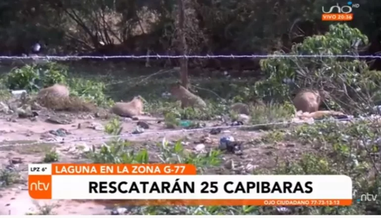 Capibaras serán rescatadas de un basural alrededor en la G-77