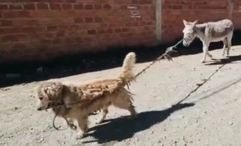 ‘Burro’ el mejor amigo de ‘Gordo’ y de los canes rescatados de la Fundación Fénix (VIDEO)