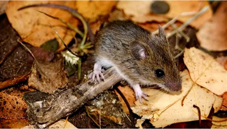 El hantavirus es una enfermedad transmitida por roedores. Imagen referencial. Fuente: osfatlyf.org