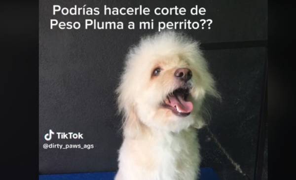 Perrito se volvió viral en tik tok por tener el peinado de Peso Pluma ...