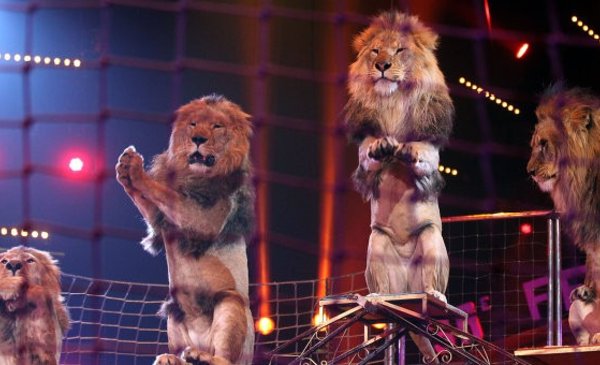 VIDEO: Leones se atacan entre sí en una función de circo en Rusia - Red Uno  de Bolivia