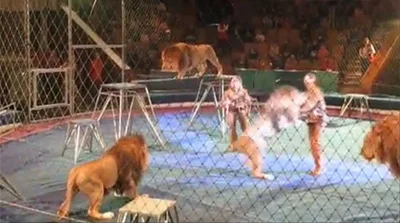 VIDEO: Leones se atacan entre sí en una función de circo en Rusia - Red Uno  de Bolivia