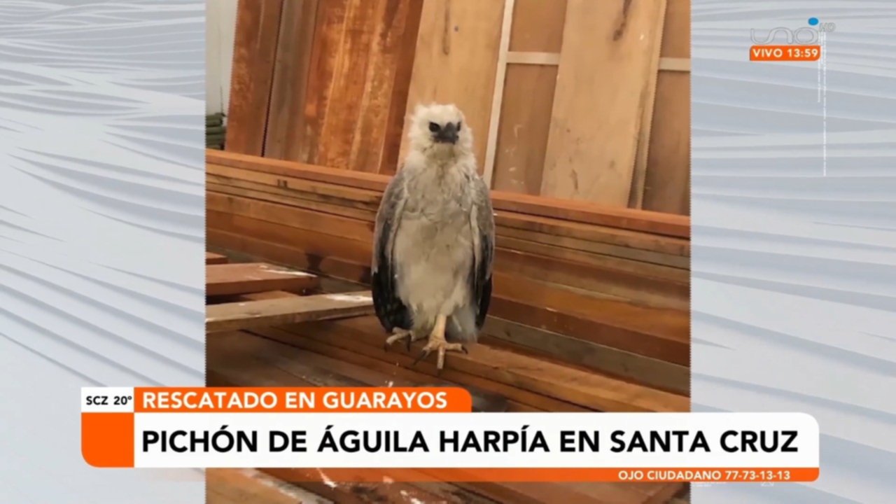 Pichón de águila harpía fue rescatado en Guarayos - Red Uno de Bolivia