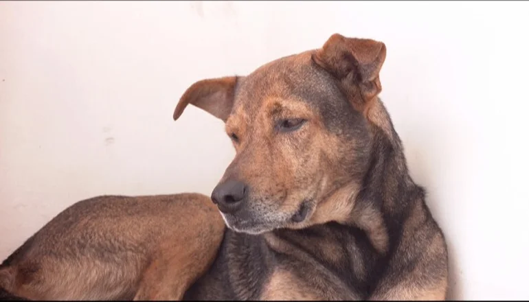Cardio, el fiel perrito que espera a su dueño fallecido en una clínica de Santa Cruz. FOTO: NTV/ RED UNO.