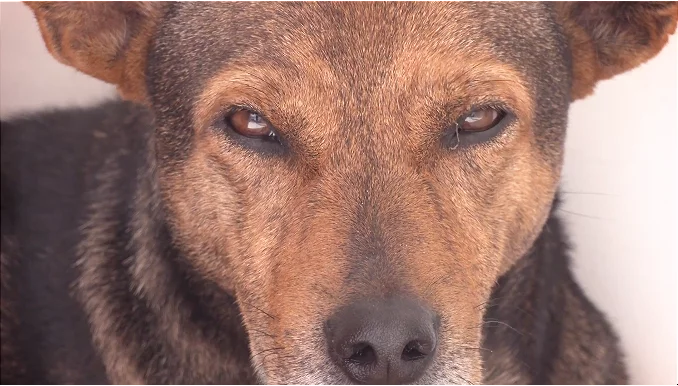 Cardio, el fiel perrito que espera a su dueño fallecido en una clínica de Santa Cruz. FOTO: NTV/ RED UNO.