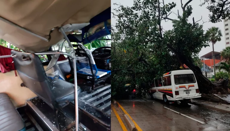Un árbol cae y aplasta un micro y un taxi en Santa Cruz