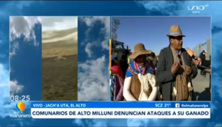 Jauría de perros salvajes atacan a ovejas, alpacas y llamas causándoles la muerte en Alto Milluni 