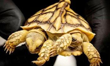 ¡Insólito! Nace tortuga con dos cabezas, seis patas y dos colas en Países Bajos