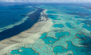 Cobertura de los corales de la Gran Barrera australiana alcanza niveles récord en 36 años