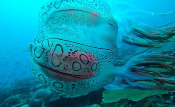 [Video] Filman a una rara medusa en las costas de Papúa Nueva Guinea